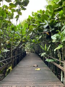 Leia mais sobre o artigo Dia Nacional da Botânica: Parque Mangal das Garças é referência de área verde em Belém