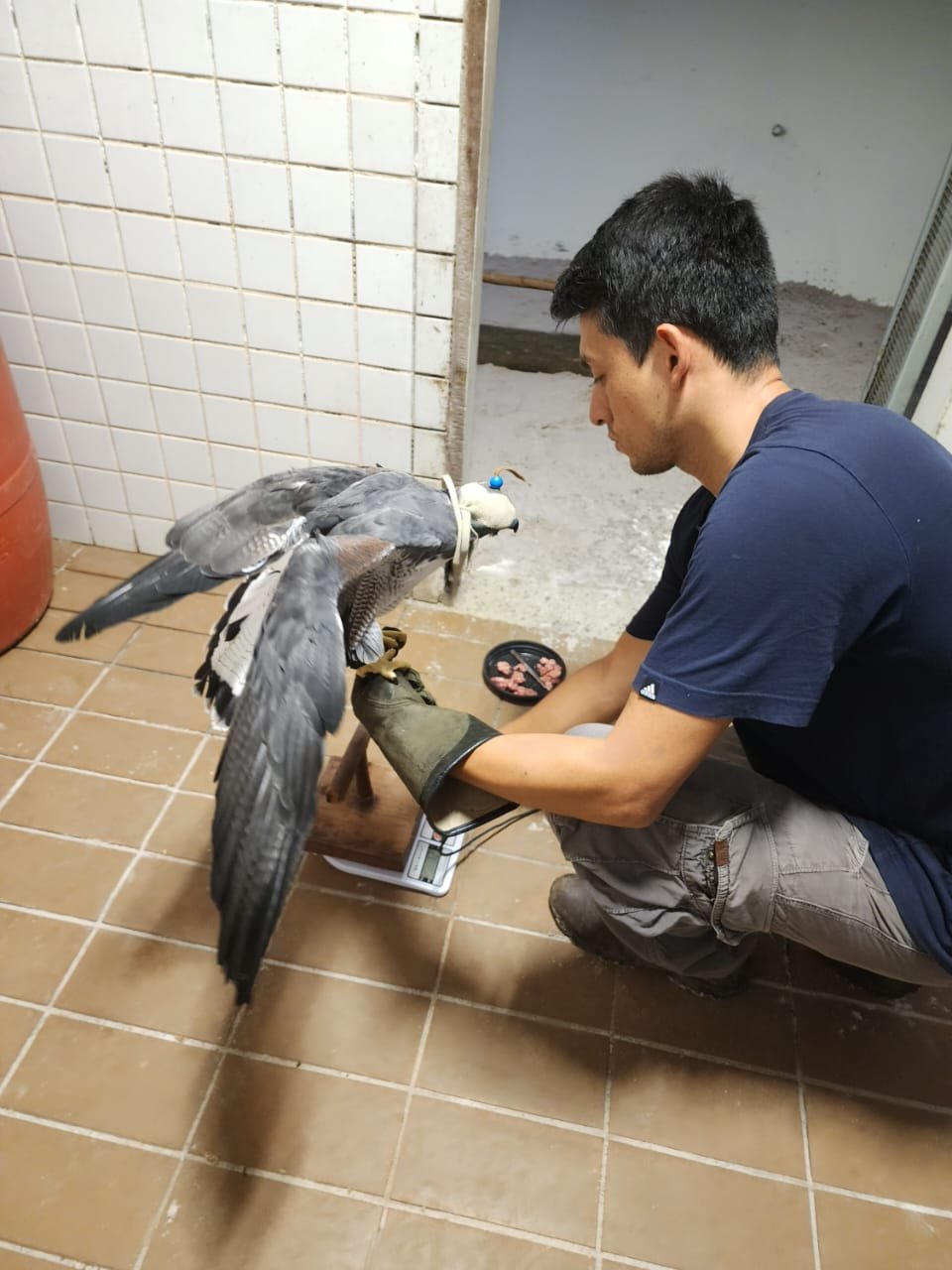 Você está visualizando atualmente Médico veterinário do Mangal das Garças realiza treinamento no Zooparque de Itatiba, em São Paulo