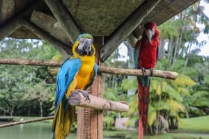 Leia mais sobre o artigo Dia das Aves ressalta notoriedade do Mangal no cuidado com a espécie