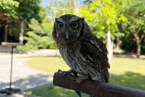 Leia mais sobre o artigo Mangal das Garças oferece oficina ecológica e falcoaria na programação infantil