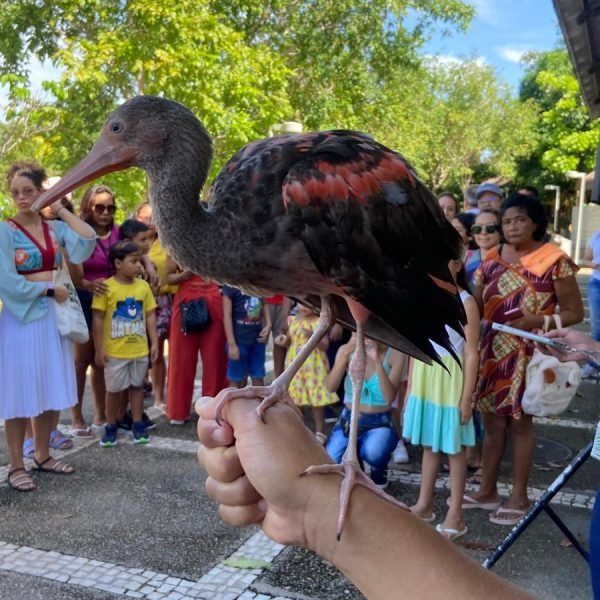 Mangal, Estação e Parque do Utinga estarão abertos no feriado de Corpus Christi