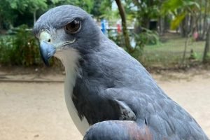 Leia mais sobre o artigo Mangal abre na segunda (16) e fecha no quarta-feira dia 18