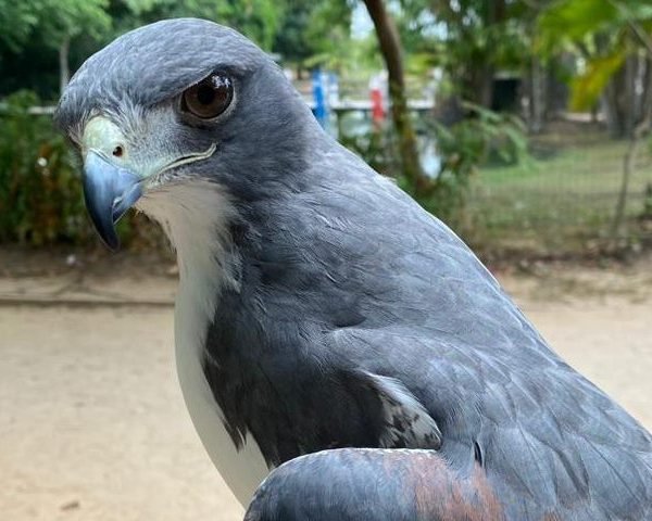 Mangal abre na segunda (16) e fecha no quarta-feira dia 18