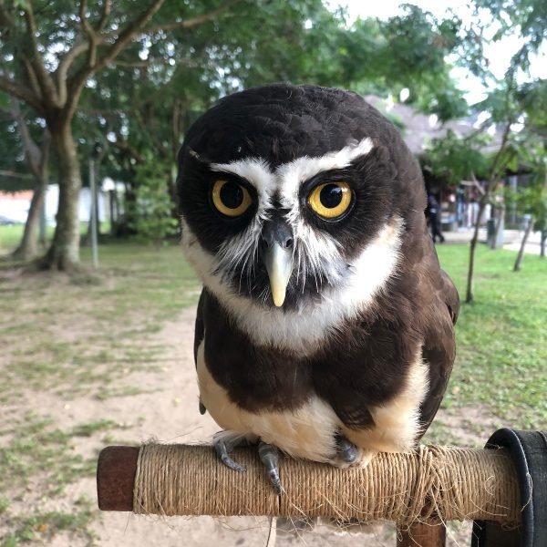 Confira os horários de funcionamento do Mangal das Garças, Estação e Parque do Utinga na Semana Santa