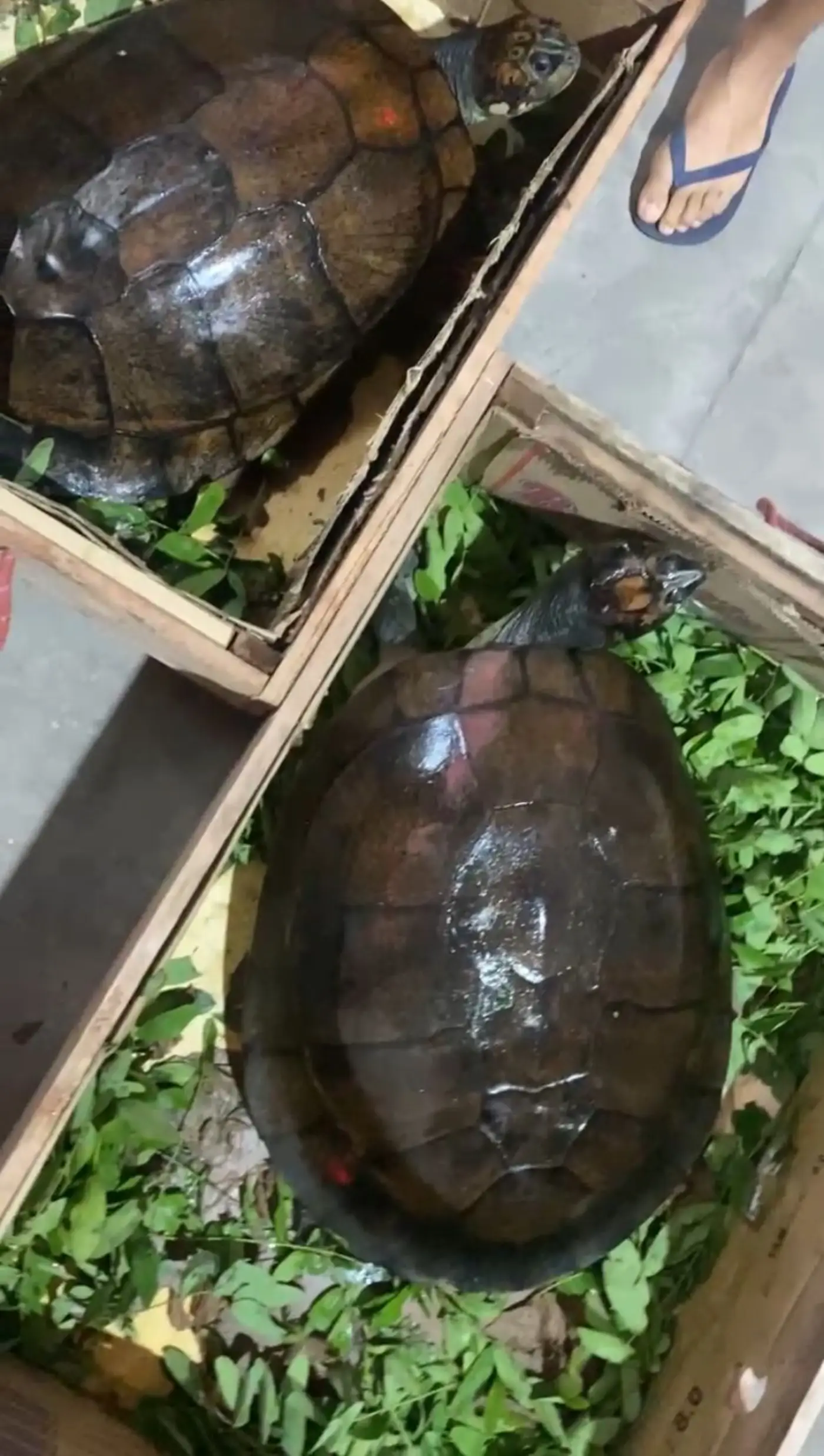 Leia mais sobre o artigo Tartarugas do Mangal das Garças ganham novo lar em São Paulo