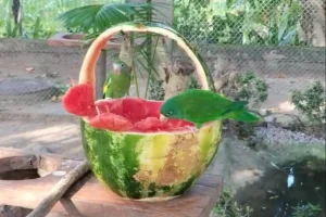 Leia mais sobre o artigo Animais do Mangal das Garças recebem alimentos gelados durante o verão amazônico