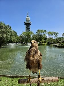 Leia mais sobre o artigo Oficina e apresentação de novo morador animam domingo no Mangal das Garças