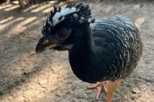 Leia mais sobre o artigo Filhote de mutum-de-penacho já pode ser visto pelos visitantes do Mangal das Garças