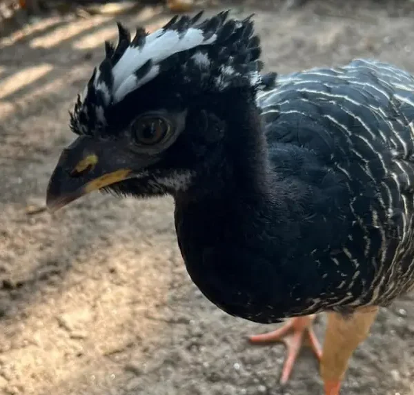 Filhote de mutum-de-penacho já pode ser visto pelos visitantes do Mangal das Garças