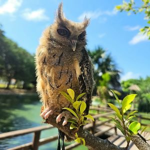 Leia mais sobre o artigo Mangal abre segunda dia 12, e fecha na quarta, 14, excepcionalmente