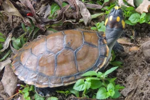 Leia mais sobre o artigo Mangal das Garças promove atividades infantis e educativas com quelônios