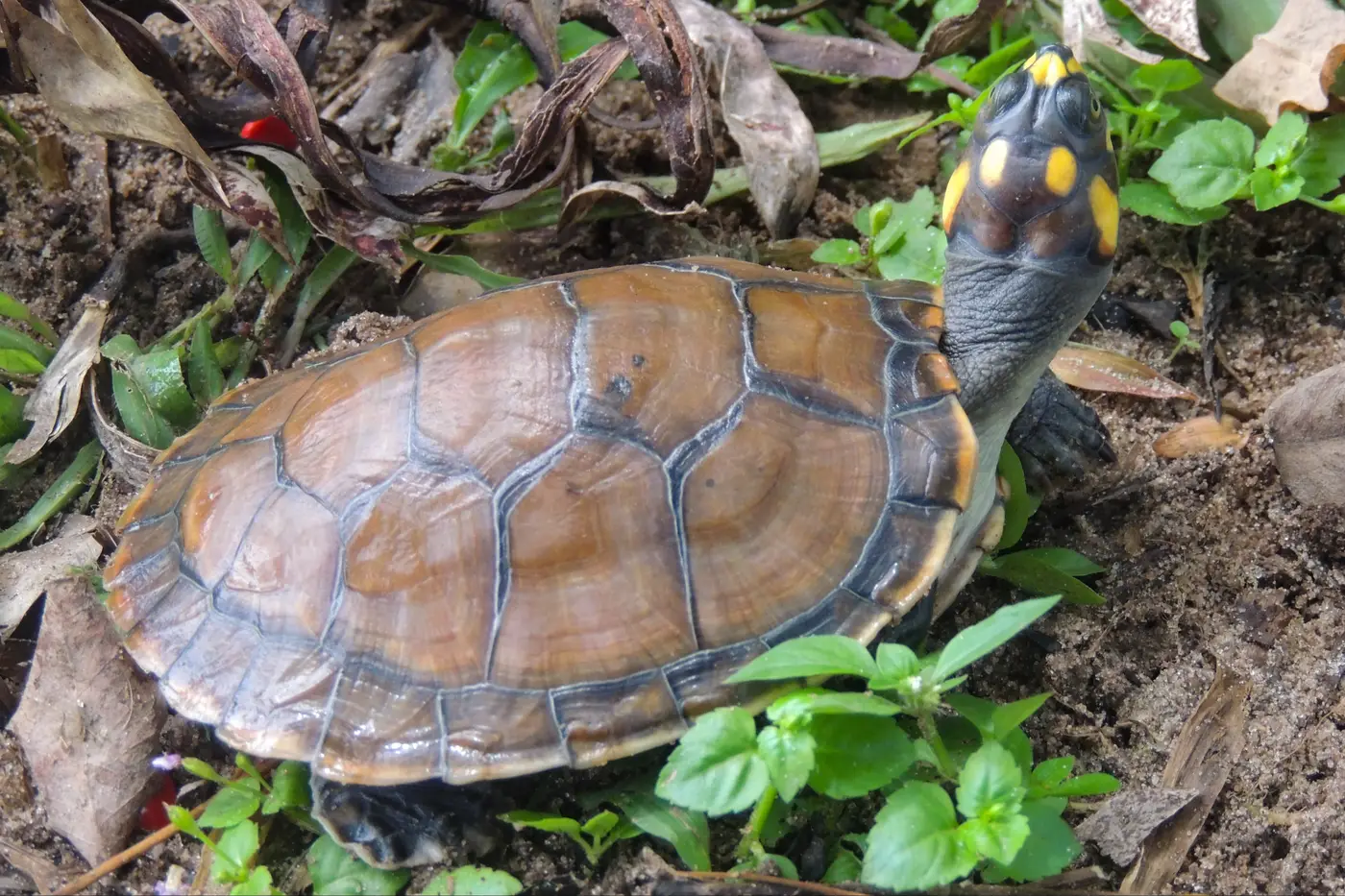 No momento, você está visualizando Mangal das Garças promove atividades infantis e educativas com quelônios