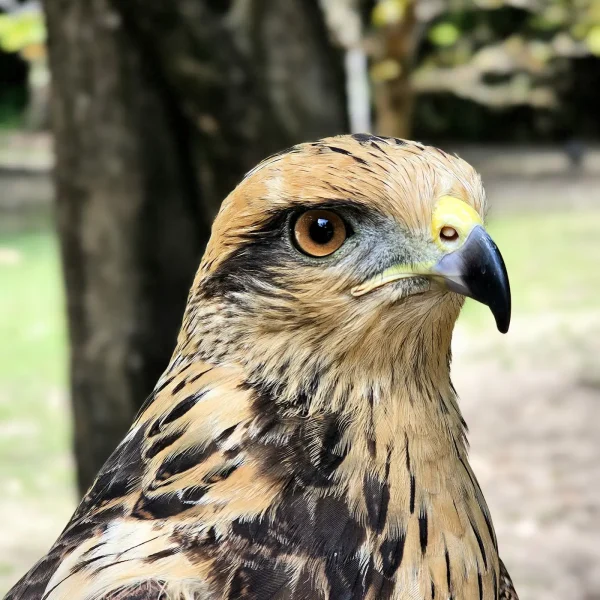 Mangal das Garças tem programação especial para comemorar o Dia Mundial da Falcoaria