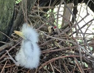 Leia mais sobre o artigo Primeiro nascimento de garça é registrado no Mangal