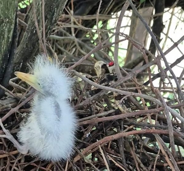 Primeiro nascimento de garça é registrado no Mangal