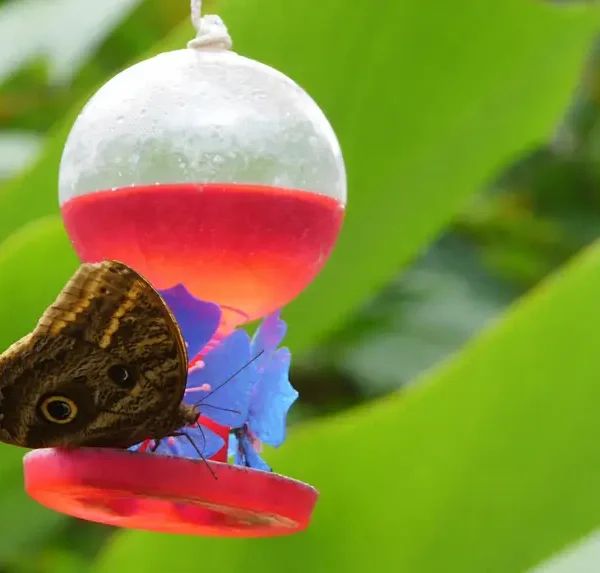 Por dentro do borboletário do Mangal das Garças: a ciência por trás das asas da borboleta Olho-de-Coruja