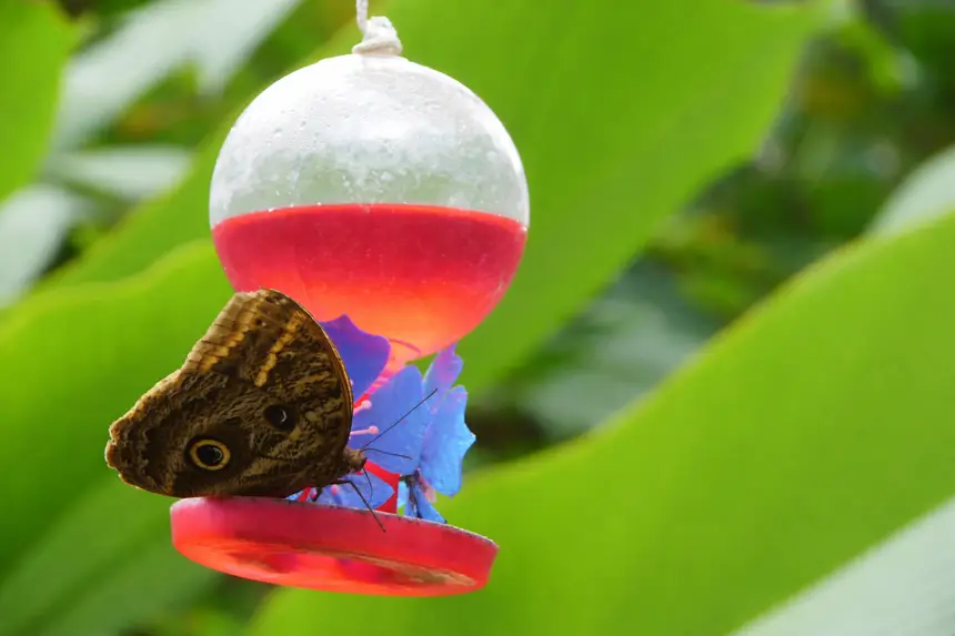 No momento, você está visualizando Por dentro do borboletário do Mangal das Garças: a ciência por trás das asas da borboleta Olho-de-Coruja