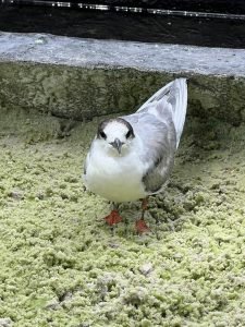 Leia mais sobre o artigo Ave migratória resgatada em Belém retorna à natureza após recuperação no Mangal das Garças