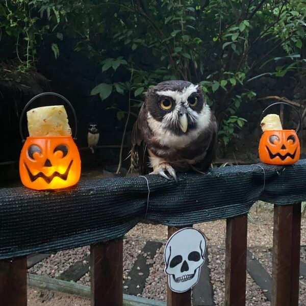 Halloween chega ao Mangal das Garças com atividades de enriquecimento ambiental para os animais