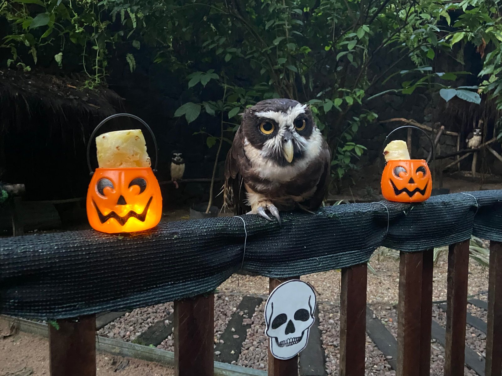 No momento, você está visualizando Halloween chega ao Mangal das Garças com atividades de enriquecimento ambiental para os animais