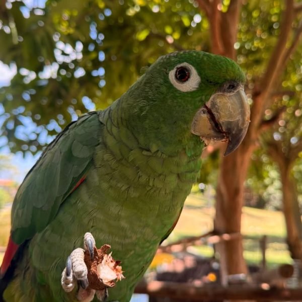 Mangal das Garças promove programação infantil com educação ambiental e oficina de biscuit