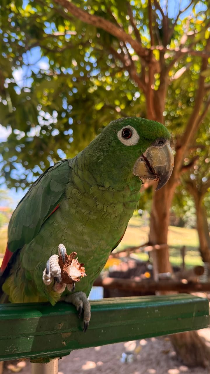 Leia mais sobre o artigo Mangal das Garças promove programação infantil com educação ambiental e oficina de biscuit
